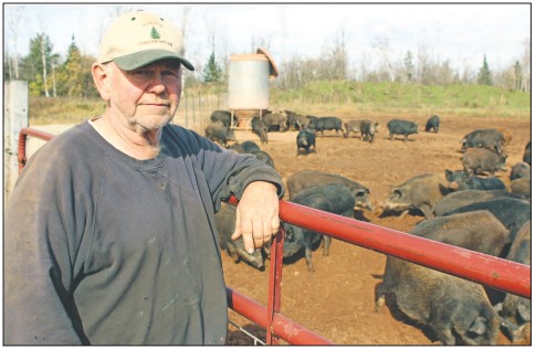 County pig farm launching suit against DNR
